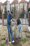 YMCA Tree Install