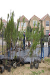 YMCA Tree Install