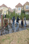 YMCA Tree Install