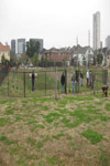 YMCA Tree Install