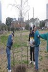 YMCA Tree Install