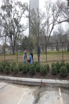 YMCA Tree Install