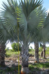 qatar- Tree Install