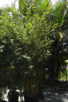qatar- Tree Install