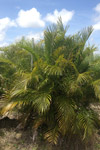 qatar- Tree Install