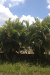 qatar- Tree Install