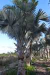 qatar- Tree Install