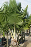 qatar- Tree Install