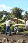 qatar- Tree Install