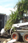 qatar- Tree Install
