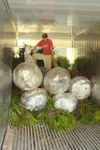 qatar- Tree Install