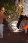 qatar- Tree Install