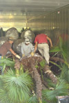 qatar- Tree Install