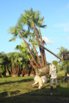 qatar- Tree Install