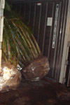 qatar- Tree Install