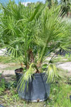 qatar- Tree Install