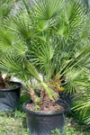 qatar- Tree Install