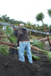 qatar- Tree Install