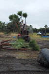 qatar- Tree Install