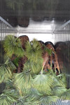 qatar- Tree Install